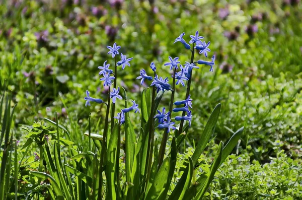 Malá Skupina Modrého Hyacintového Květu Jarní Zahradě Sofie Bulharsko — Stock fotografie