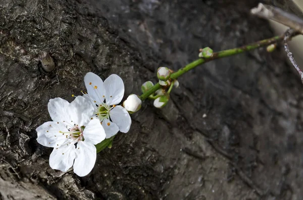 Springtime Wild Plum Tree Branch Flowers Sofia City Bulgaria Europe — Stock Photo, Image