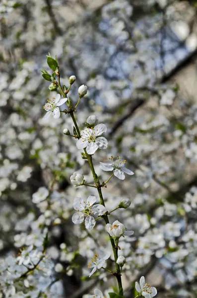 Springtime Wild Plum Tree Branch Flowers Sofia City Bulgaria Europe — Stock Photo, Image