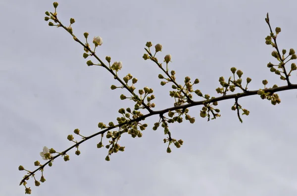 Springtime Vild Plommon Gren Med Blommor Sofia Stad Bulgarien Europa — Stockfoto