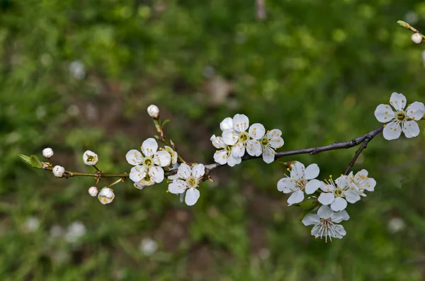 ヨーロッパ ブルガリア ソフィア市の花を持つ野生の梅の木の枝 — ストック写真