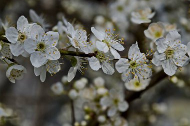 İlkbahar - çiçekli vahşi bir erik ağacı dalı, Sofya kenti, Bulgaristan, Avrupa   