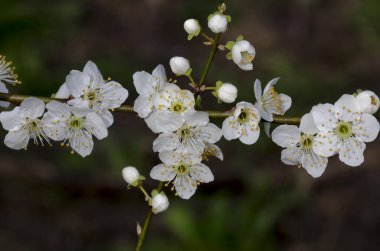 İlkbahar - çiçekli vahşi bir erik ağacı dalı, Sofya kenti, Bulgaristan, Avrupa   