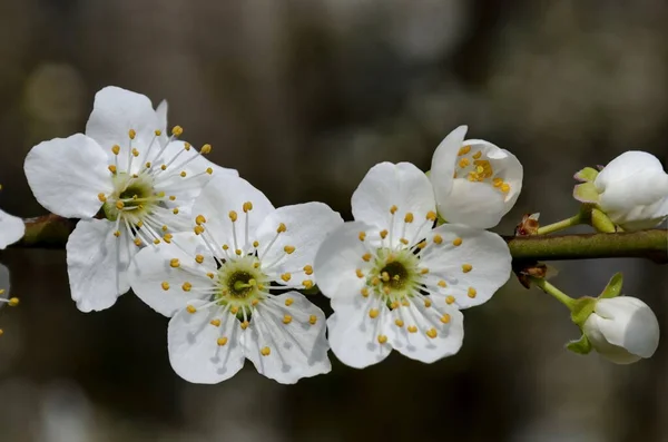 Springtime Wild Plum Tree Branch Flowers Sofia City Bulgaria Europe — Stock Photo, Image
