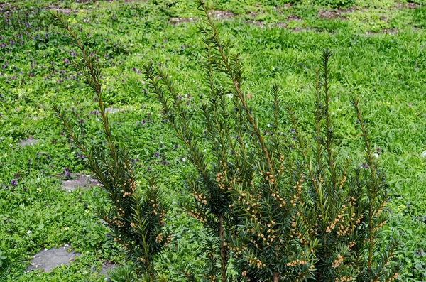 Vista Interessante Abeto Picea Abies Primavera Com Novos Cones Jardim — Fotografia de Stock