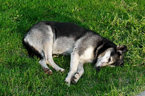 Siberian Husky Dog Homeless Deprived Shelter Rests Grass Public Garden — Stock Photo, Image