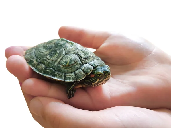 Geïsoleerde hand van een kind houdt een kleine schildpad vast — Stockfoto