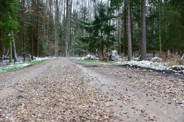 Kış ormanında virajlı bir yol