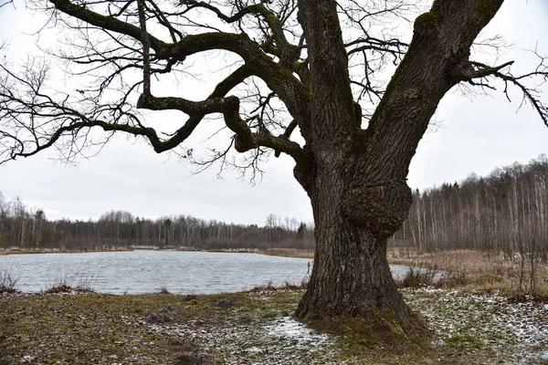 Starý dub na břehu lesního jezera v zimě — Stock fotografie