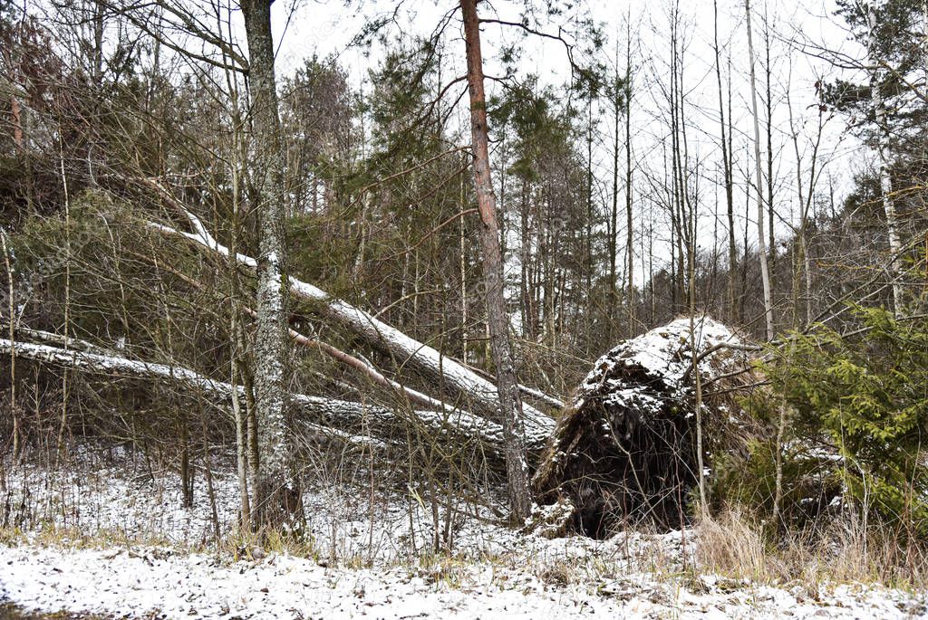 Uprooted big tree in winter forest