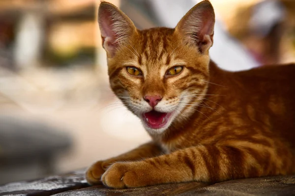Červená kočka bez domova mňouká na lavičce na slunci — Stock fotografie