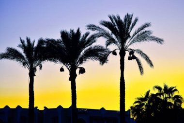 Palmiye ağaçlarının hatları Parlak bir akşam gökyüzüne karşı.