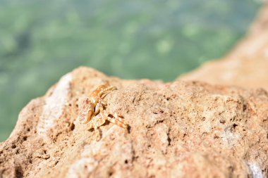 Kum yengeci bir taşın üzerinde oturur..