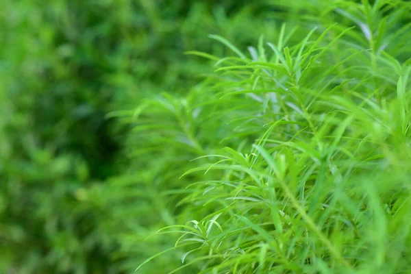 Verde Grama Tropical Fundo — Fotografia de Stock