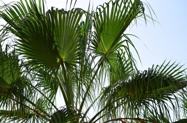 Mavi gökyüzünde yeşil palmiye yaprakları.