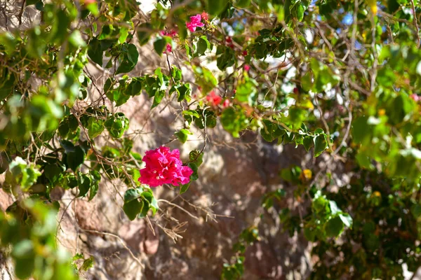 Rote Blume Auf Einer Kletterpflanze — Stockfoto