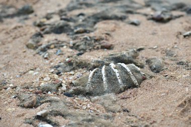 Taşlaşmış antik kabuk deniz kıyısında yatıyor..