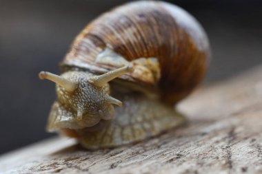 Büyük orman üzüm salyangozu ağaçta sürünüyor, yakından..