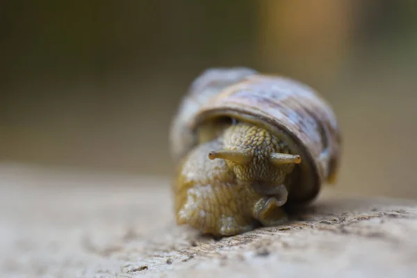 Caracol Uva Grande Floresta Rastejando Uma Árvore Close — Fotografia de Stock