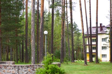 Ormandaki yazlık hikaye..