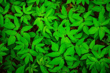 Ormandaki bir bitkinin yeşil yaprakları..