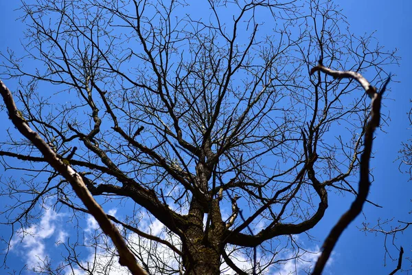 Oude Droge Boom Een Achtergrond Van Blauwe Lucht — Stockfoto