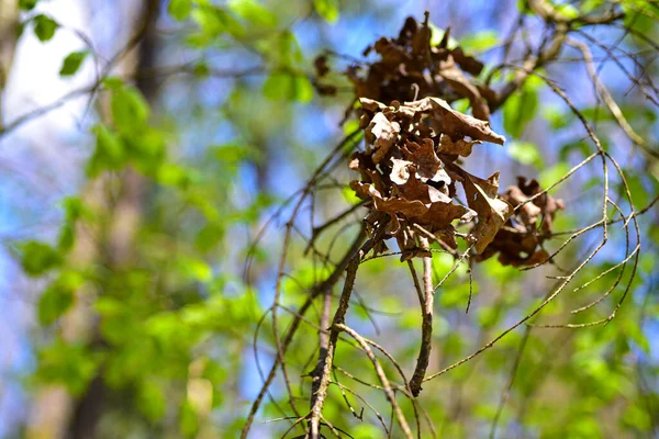 Folhas Secas Uma Árvore Verde Floresta — Fotografia de Stock