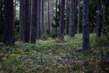Mistik eski orman, yosun, çam.