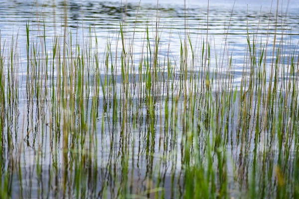 Brotes Hierba Verde Lago —  Fotos de Stock