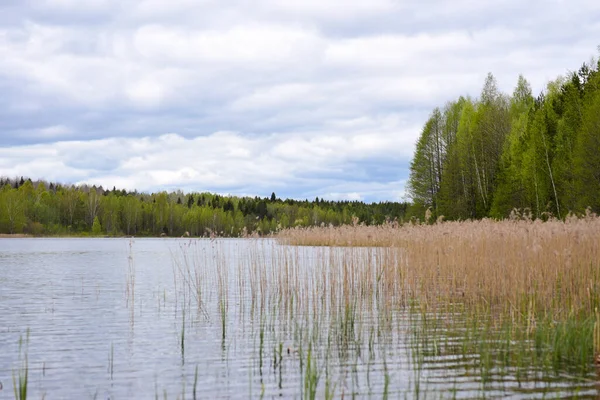 Lesní Jezero Zarostlé Rákosovou Trávou — Stock fotografie