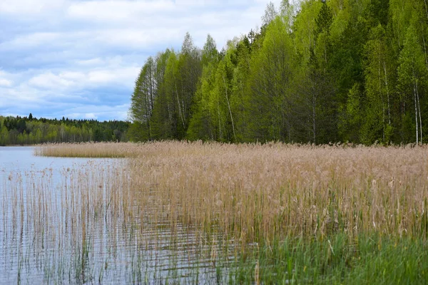 Skogssjön Överväxt Med Vass Gräs — Stockfoto