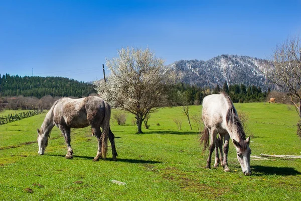 Koně se pasou na louce proti modré obloze. Gruzie. — Stock fotografie