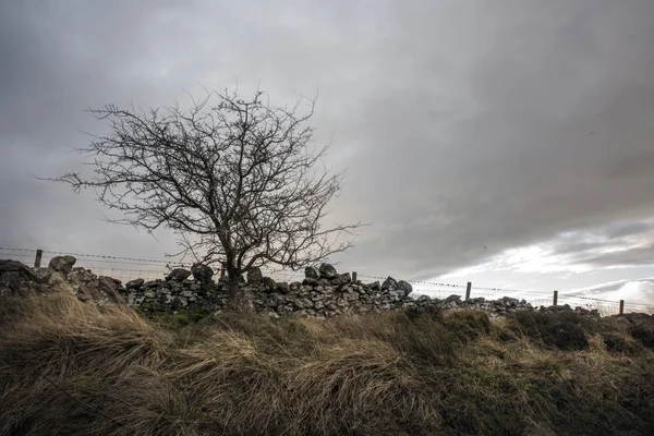Árbol en el borde de un campo — Foto de Stock
