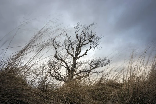 Amanecer árbol soplando en el viento Fotos de stock libres de derechos