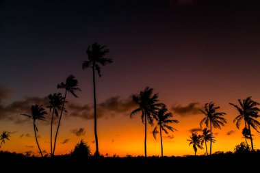 Uzun Afrika palmiye ağaçlarının siyah siluetleri parlak turuncu-kırmızı günbatımı gökyüzüne karşı