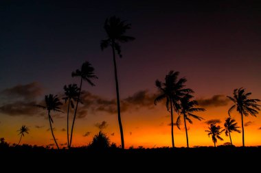 Uzun Afrika palmiye ağaçlarının siyah siluetleri parlak turuncu-kırmızı günbatımı gökyüzüne karşı