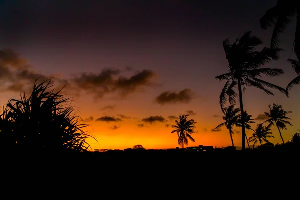 Siluetas Negras Altas Palmeras Africanas Contra Brillante Cielo Anaranjado Rojo — Foto de Stock