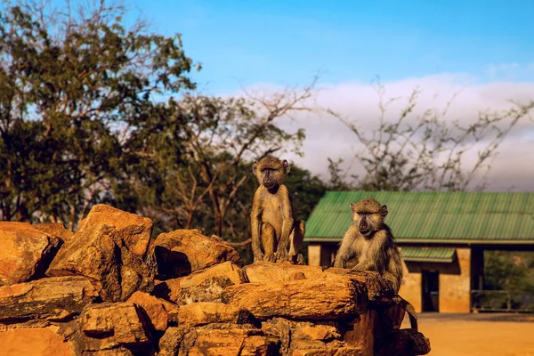Una Pequeña Bandada Monos Vervet Salvajes Sienta Sobre Grandes Piedras —  Fotos de Stock