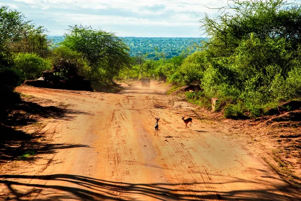 Africa sunny day no people ,just animals