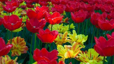 Tunus. Çiçek Park.