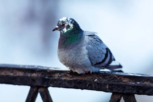 Saint Pétersbourg Pigeons Dans Neige — Photo