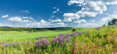 Haziran çim ve çiçek