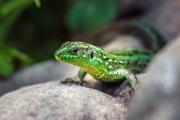 Lézard Vert Sur Les Rochers — Photo