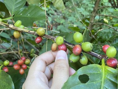 Çiftlikte olgun böğürtlenli kahve ağacı, Fiel 'in Sığ Derinliği