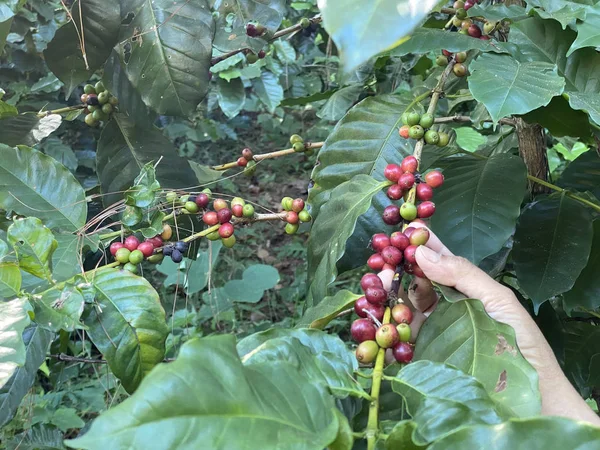 Kávéfa érett bogyókkal a gazdaságban, sekély mélysége Fiel — Stock Fotó