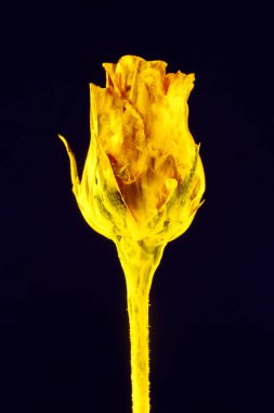 Arka planda neon ışığı olan çiçek. Seçmeli odak