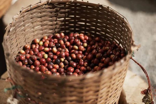 Fresh Arabica coffee berries in basket.