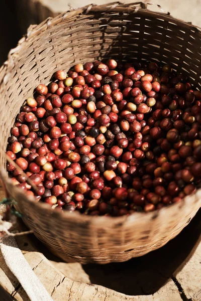 Fresh Arabica coffee berries in basket.