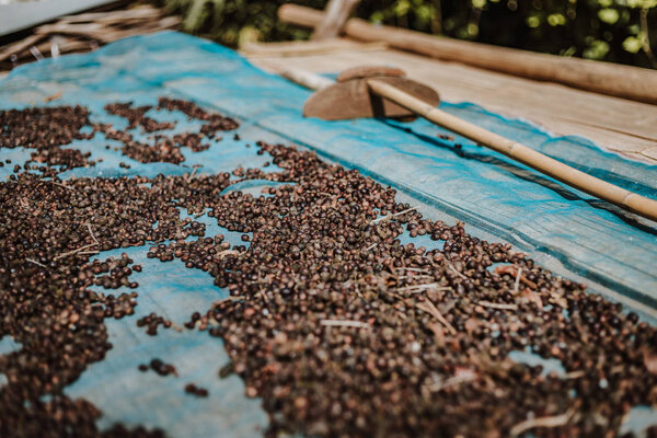 Coffee beans are drying at coffee farm, Thailan