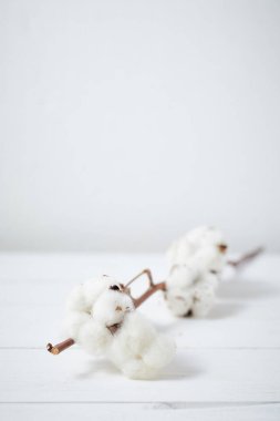 Arka planda güzel beyaz pamuk çiçekleri
